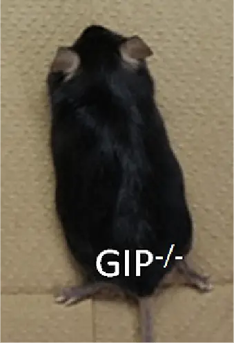 高脂肪食摂食下GIP欠損マウス